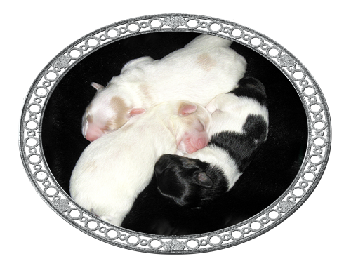 Newborn Coton Puppies